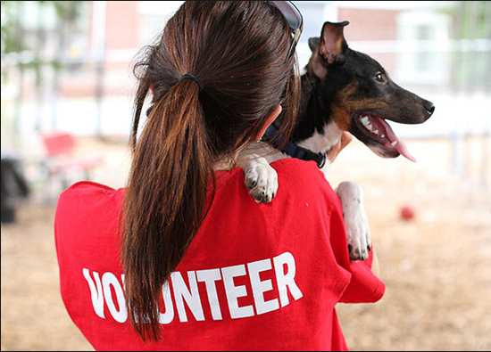 Volunteer Opportunities – San Juan Animal League